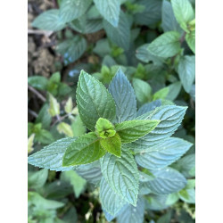 Sachet de Menthe poivrée Bio