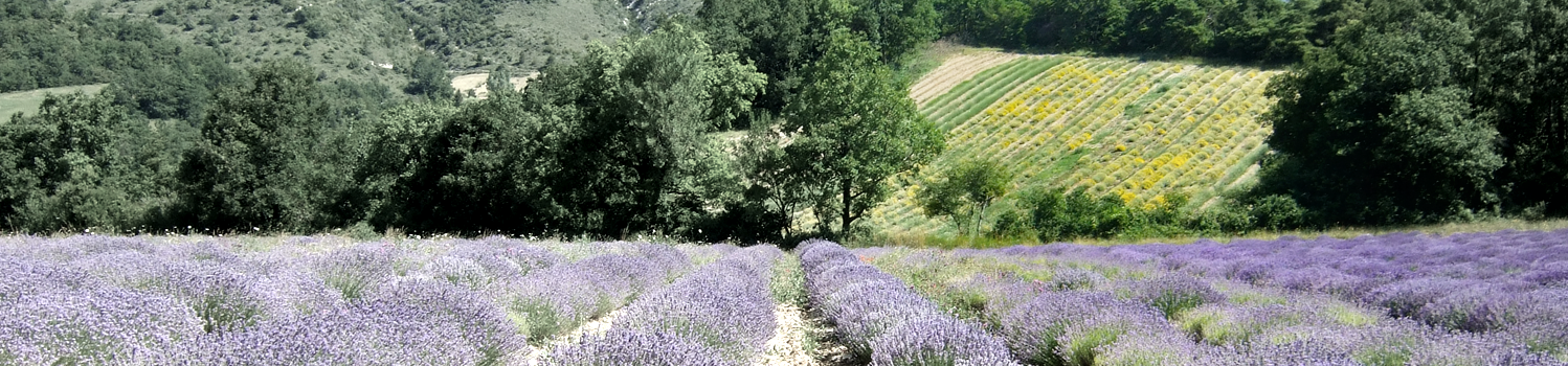 Quelques parcelles de la Ferme Peymée  Aouste sur Sye  Drôme